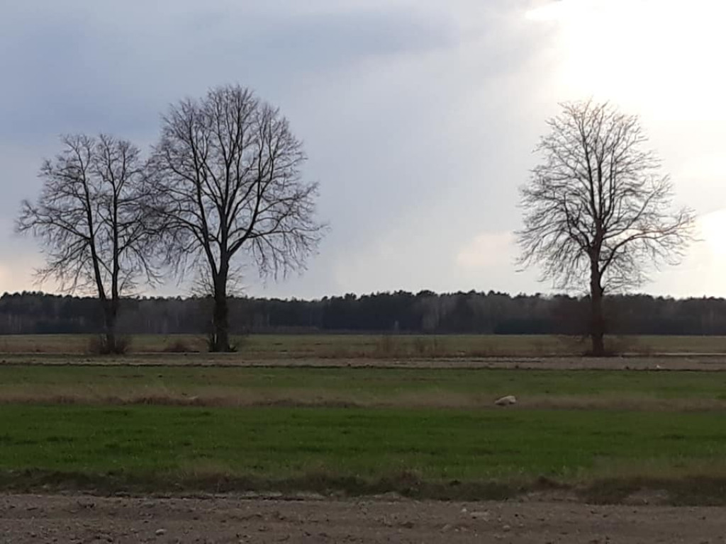 Plenery powiatu radzyńskiego