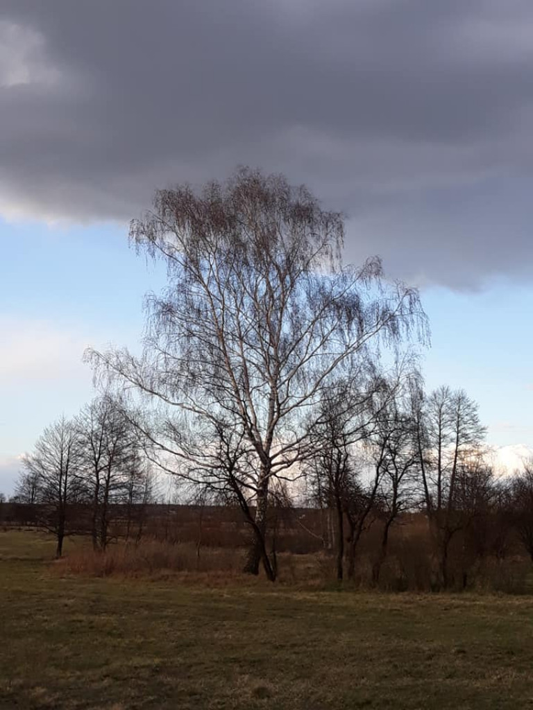 Plenery powiatu radzyńskiego