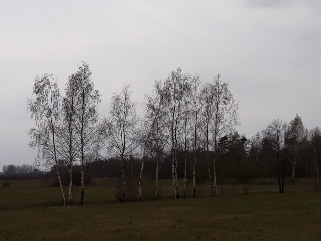 Plenery powiatu radzyńskiego