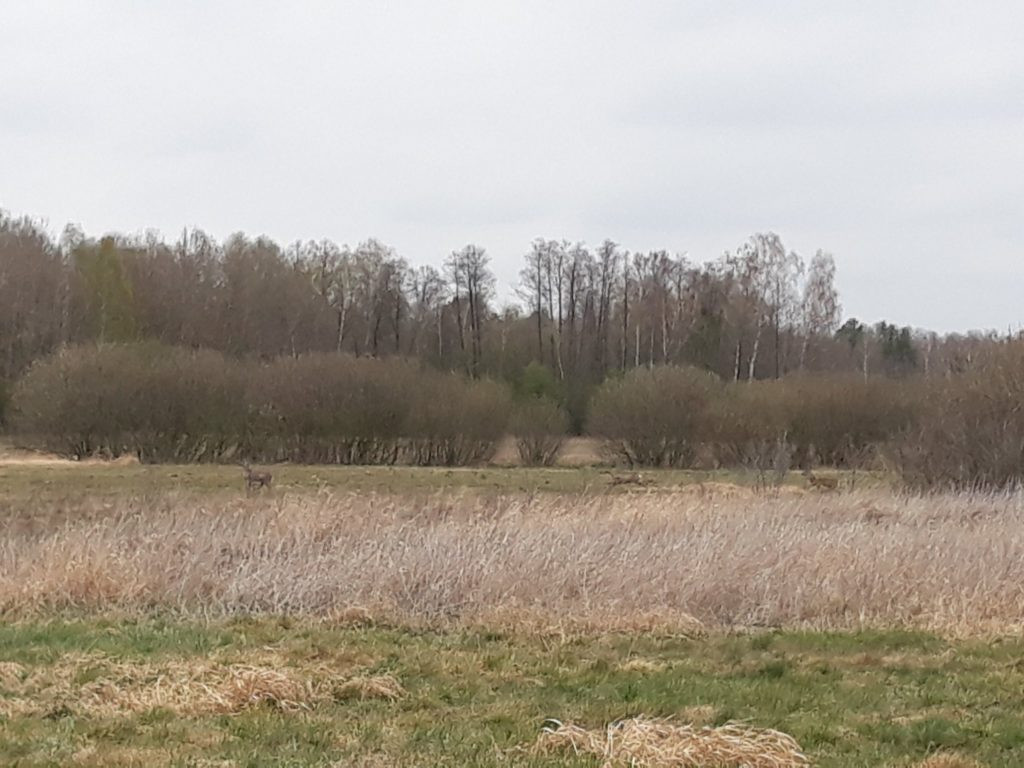 Plenery powiatu radzyńskiego