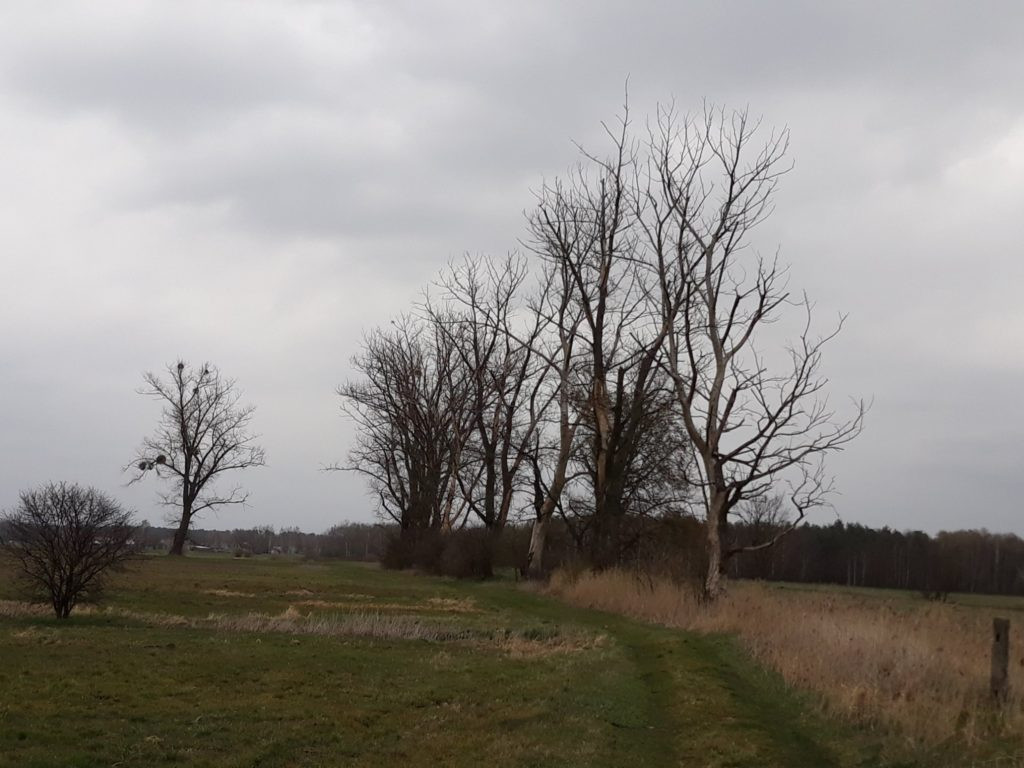 Plenery powiatu radzyńskiego