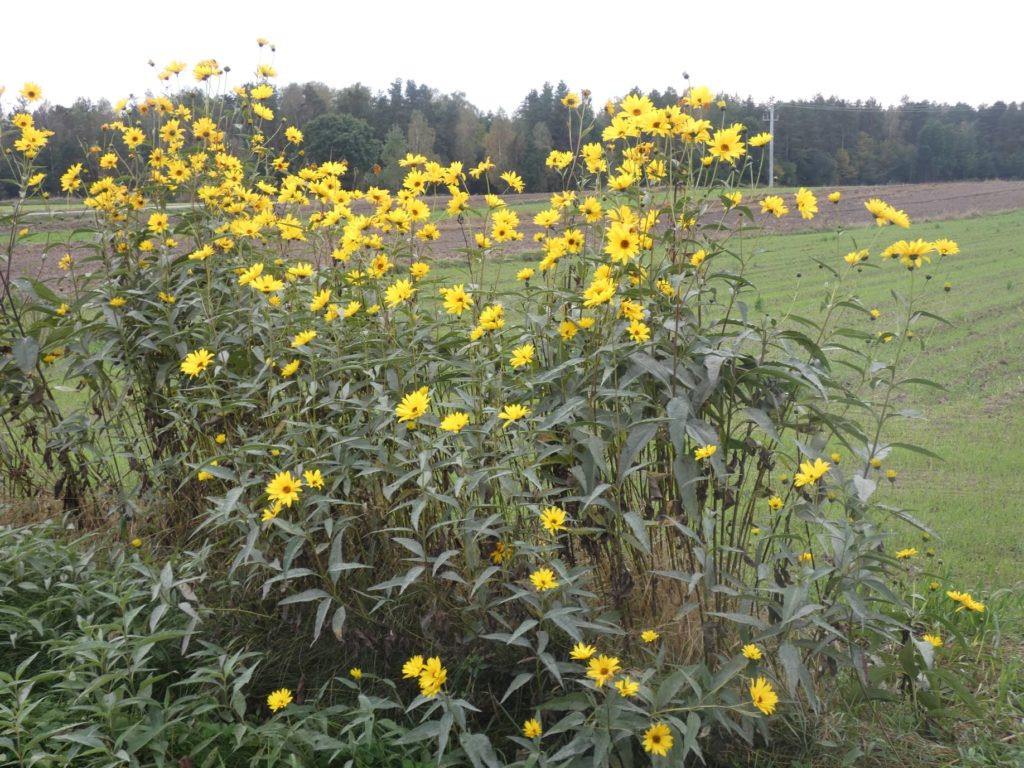 Październikowe wycieczki Radzyńskiej Grupy Rowerowej