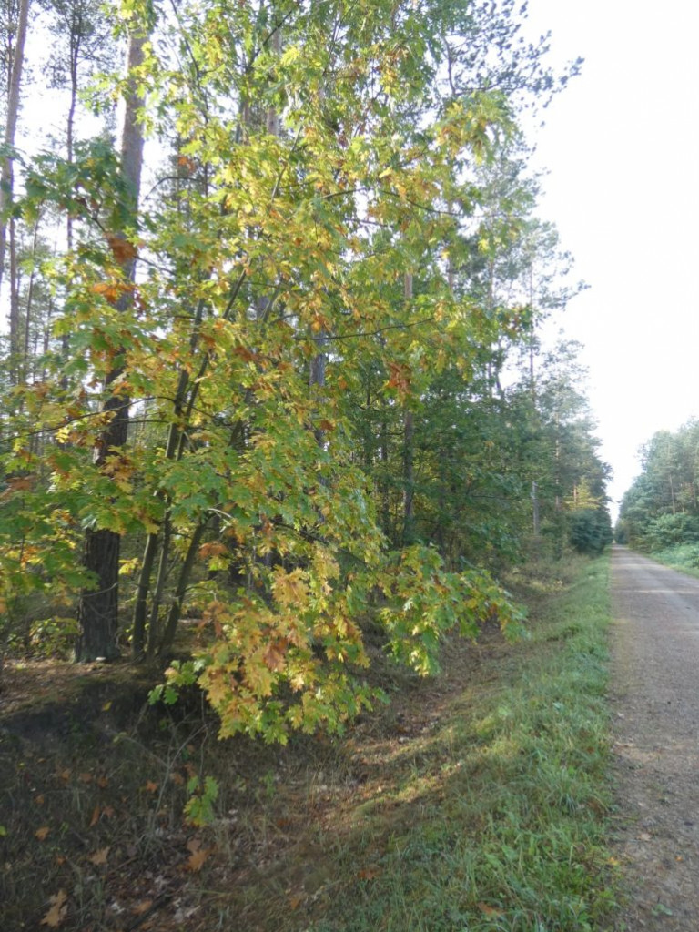 Październikowe wycieczki Radzyńskiej Grupy Rowerowej