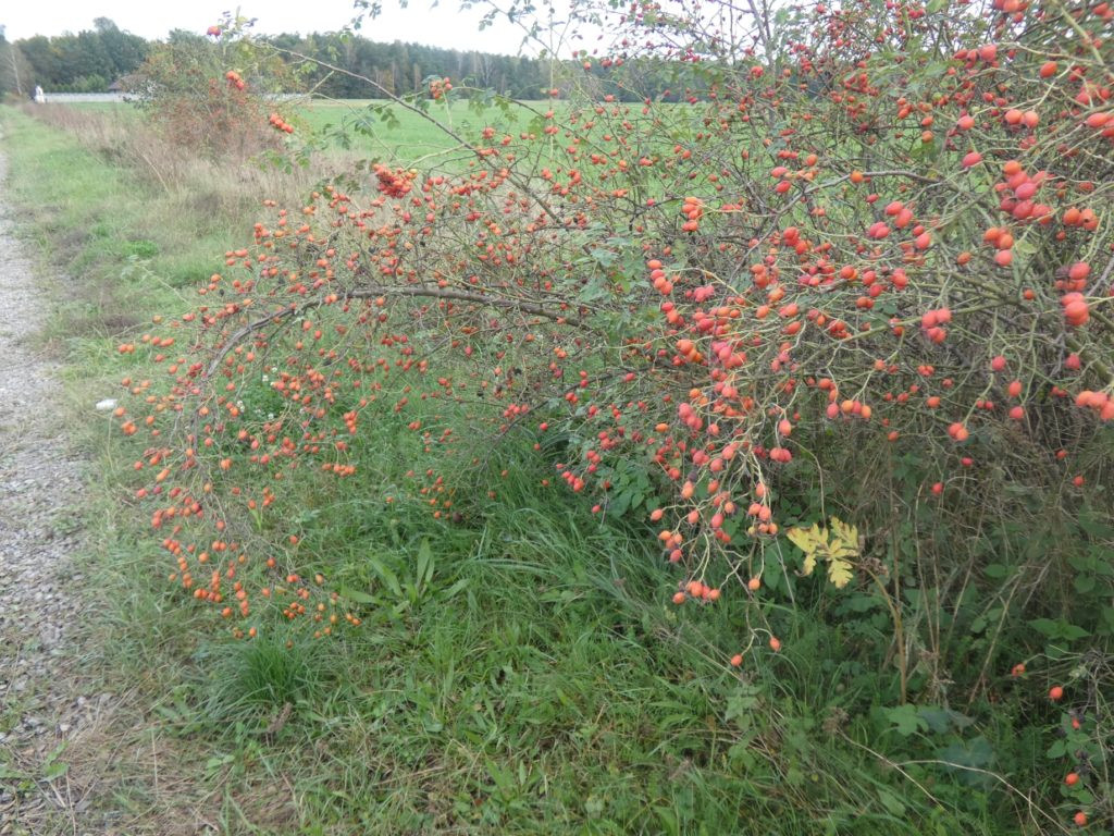 Październikowe wycieczki Radzyńskiej Grupy Rowerowej