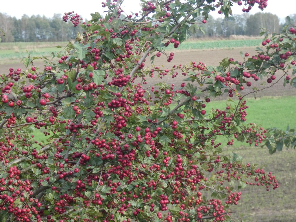 Październikowe wycieczki Radzyńskiej Grupy Rowerowej