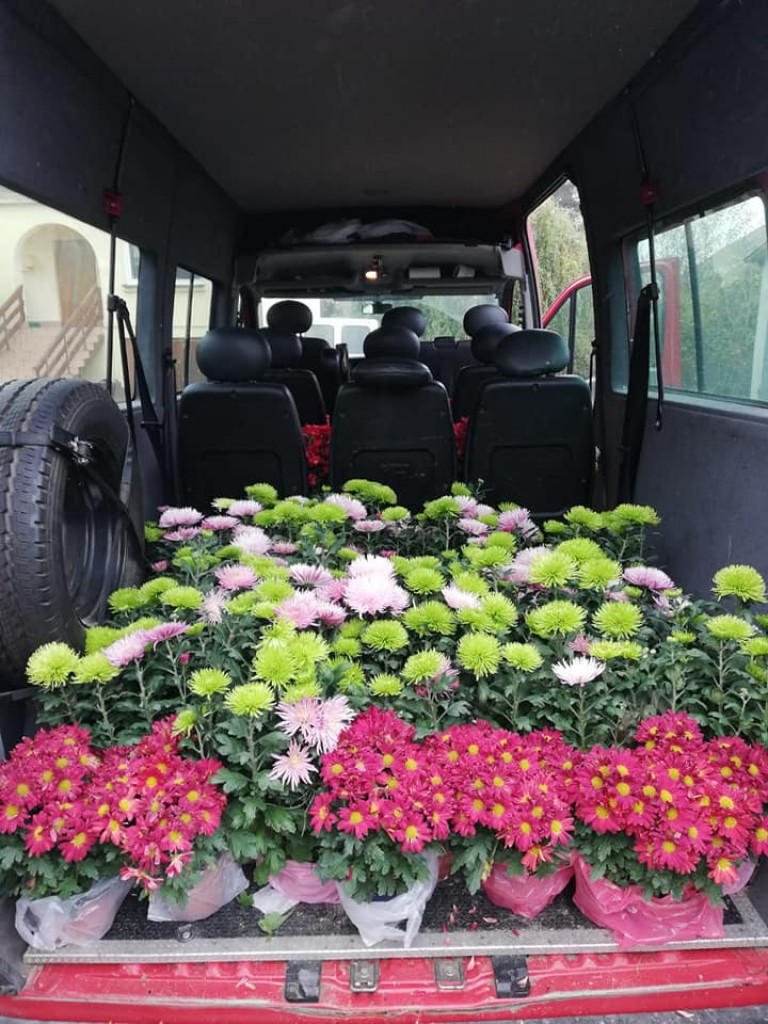 Pomoc gminy Ulan-Majorat dla sprzedających chryzantemy