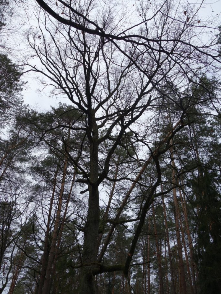 Gmina Kąkolewnica - zdjęcia