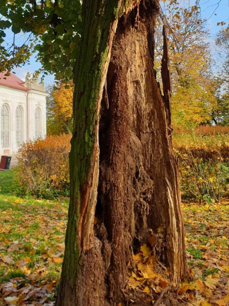 Planowane porządki w parku