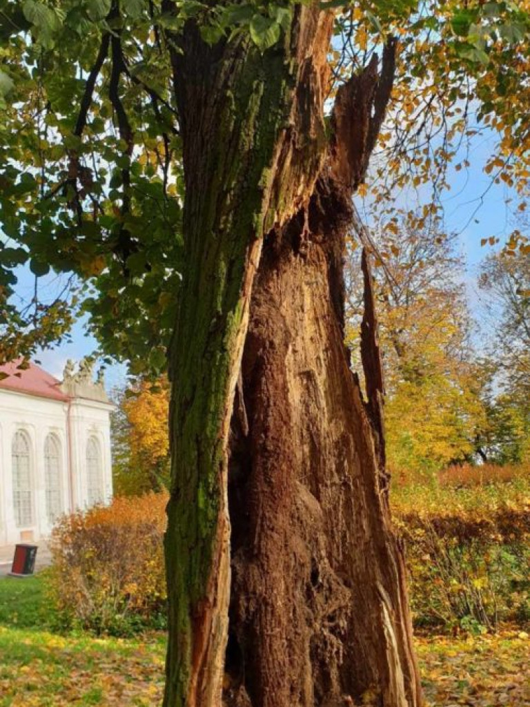 Planowane porządki w parku