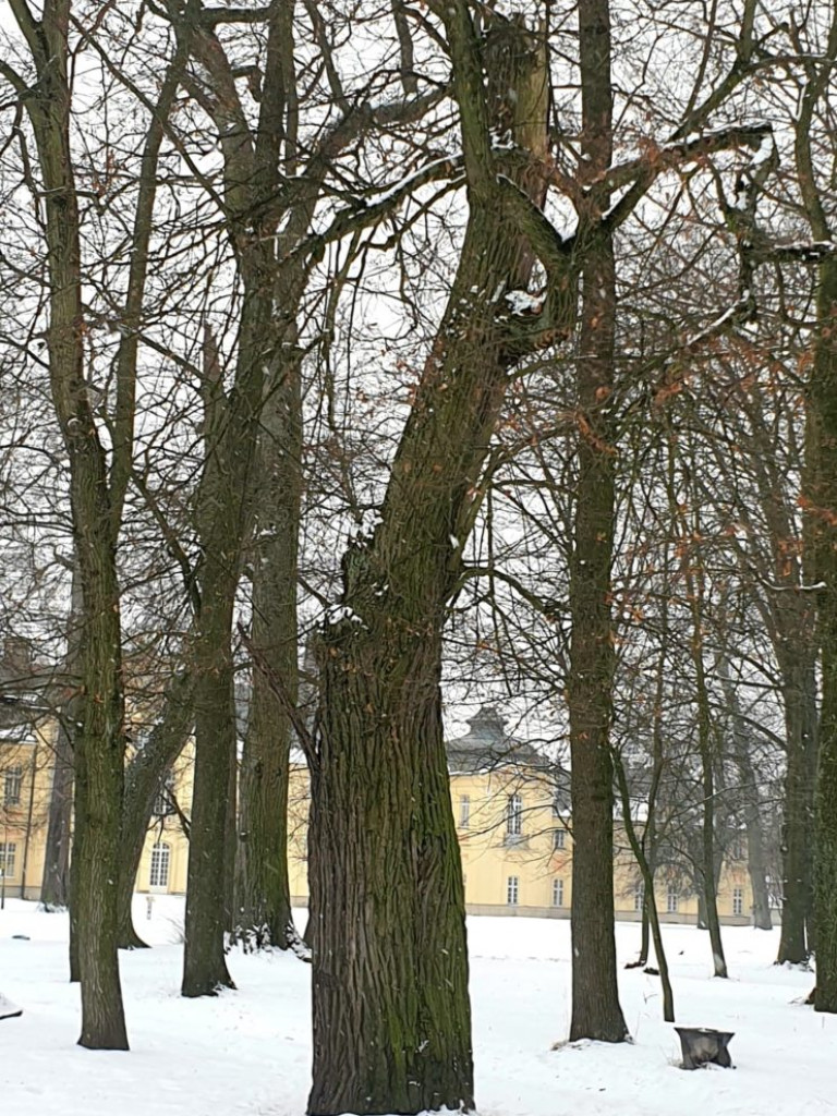 Planowane porządki w parku