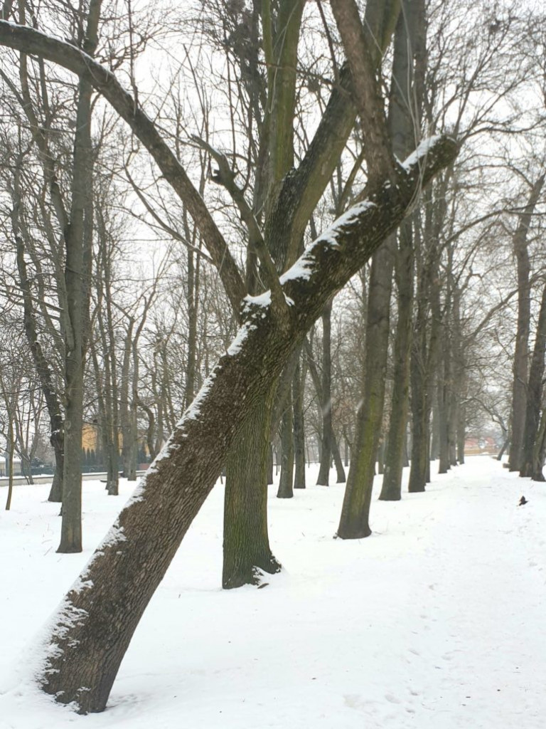 Planowane porządki w parku