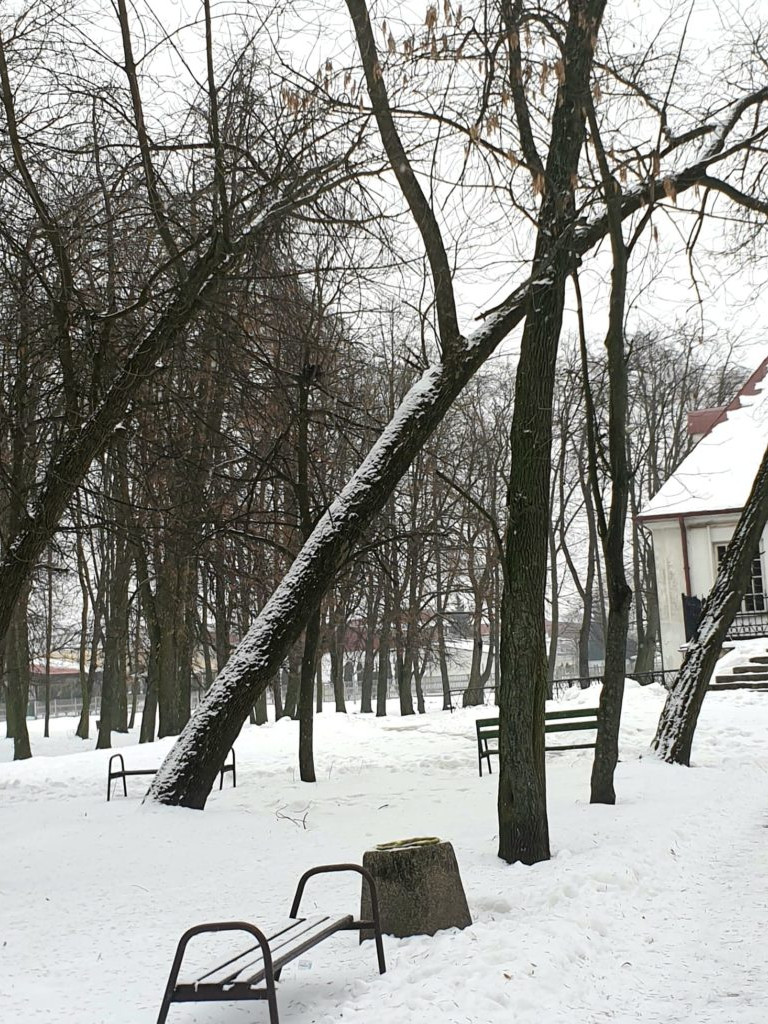 Planowane porządki w parku