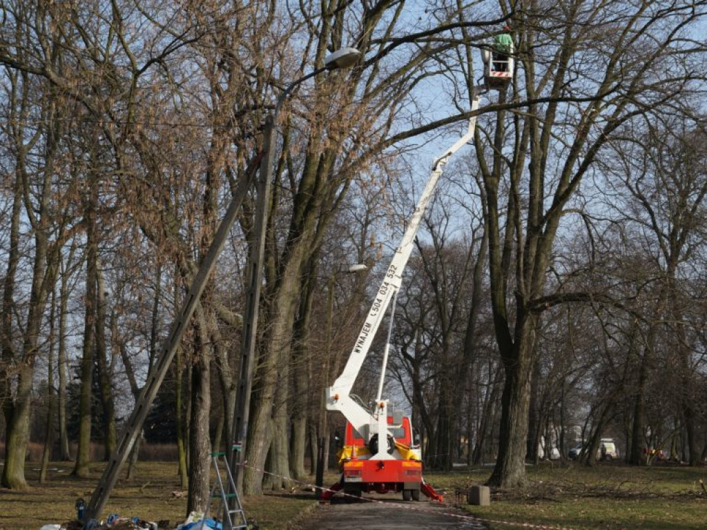Wycinka drzew w parku - fotorelacja