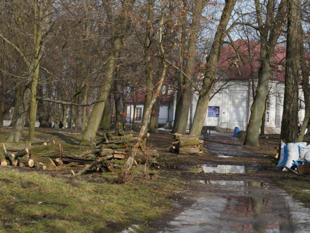 Wycinka drzew w parku - fotorelacja