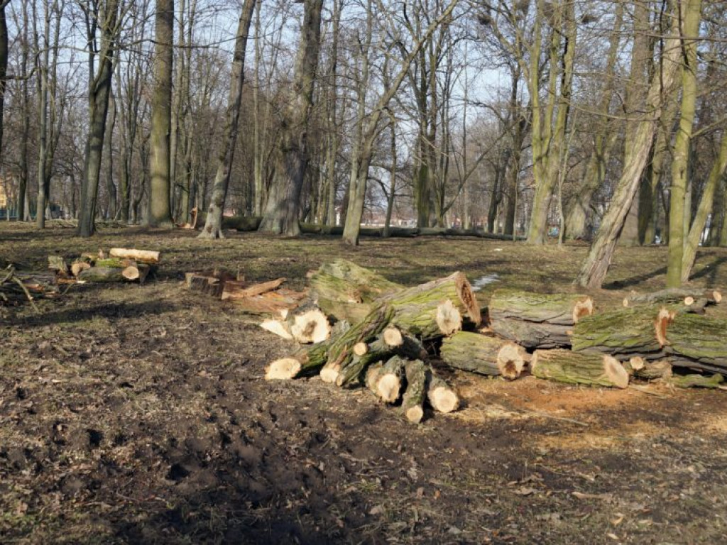 Wycinka drzew w parku - fotorelacja