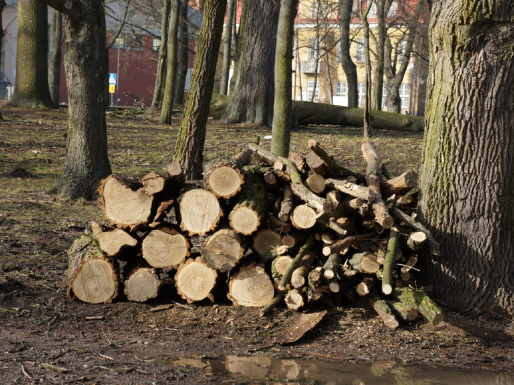 Wycinka drzew w parku - fotorelacja