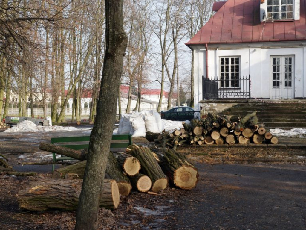 Wycinka drzew w parku - fotorelacja
