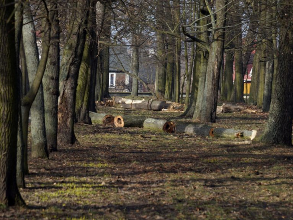 Wycinka drzew w parku - fotorelacja