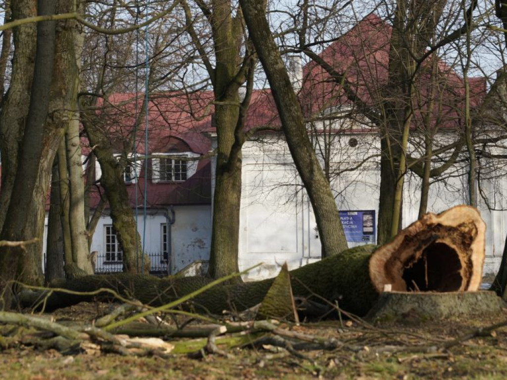 Wycinka drzew w parku - fotorelacja