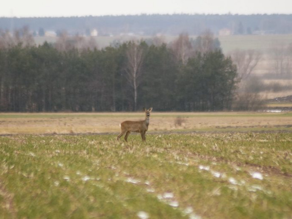 Sarny pod Czemiernikami - zdjęcia