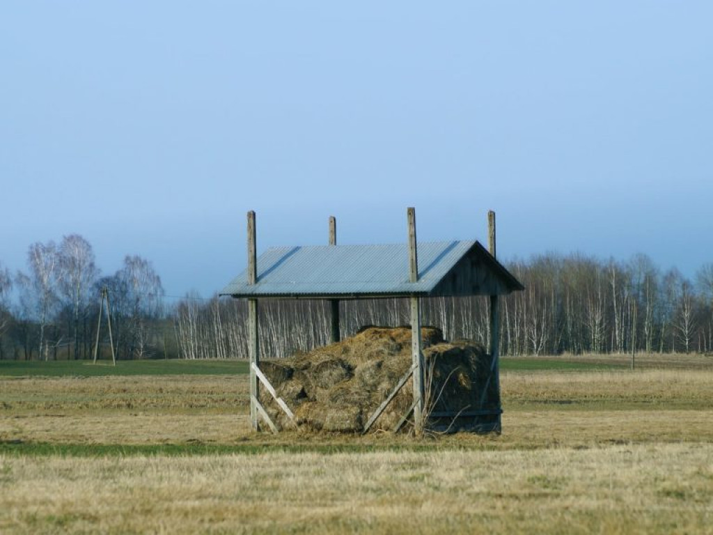 Ptaki w dolinie Tyśmienicy - zdjęcia