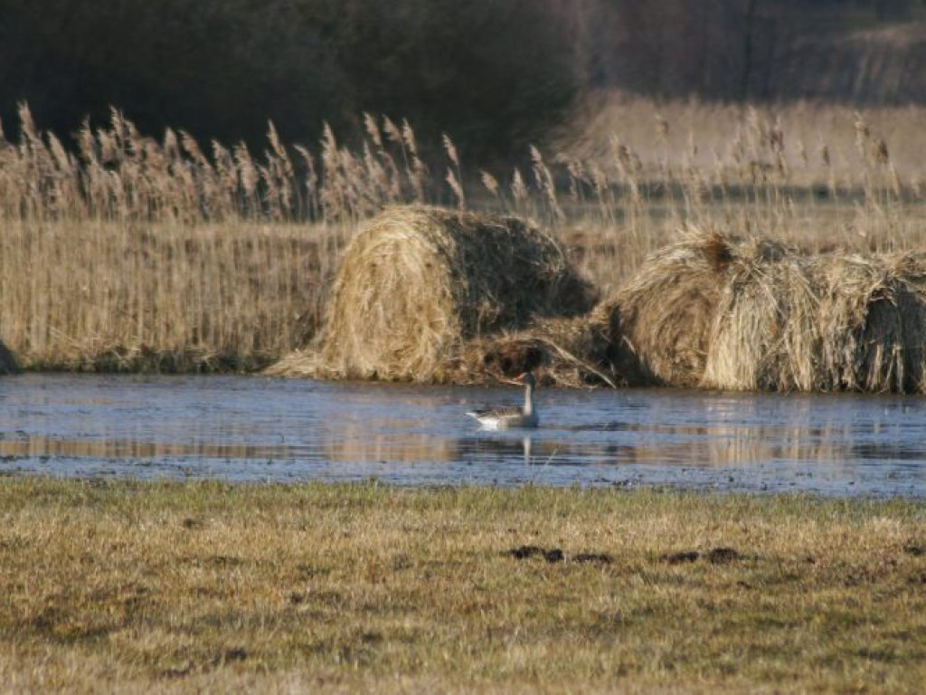 Ptaki w dolinie Tyśmienicy - zdjęcia