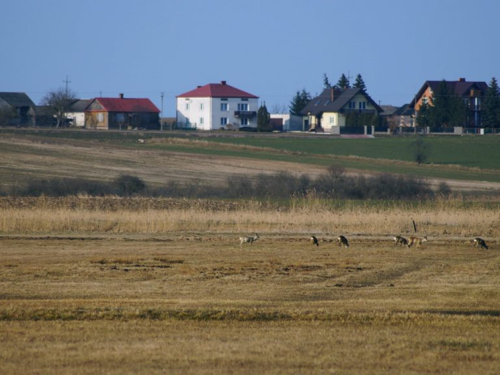 Ptaki w dolinie Tyśmienicy - zdjęcia