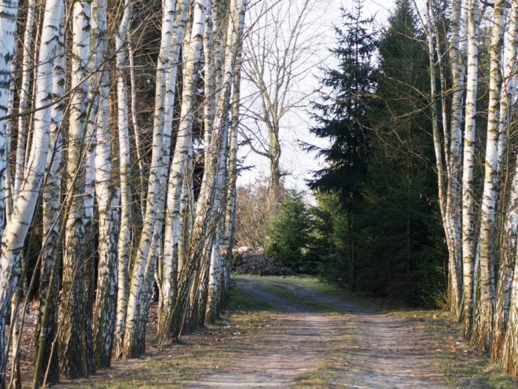 Ptaki w dolinie Tyśmienicy - zdjęcia