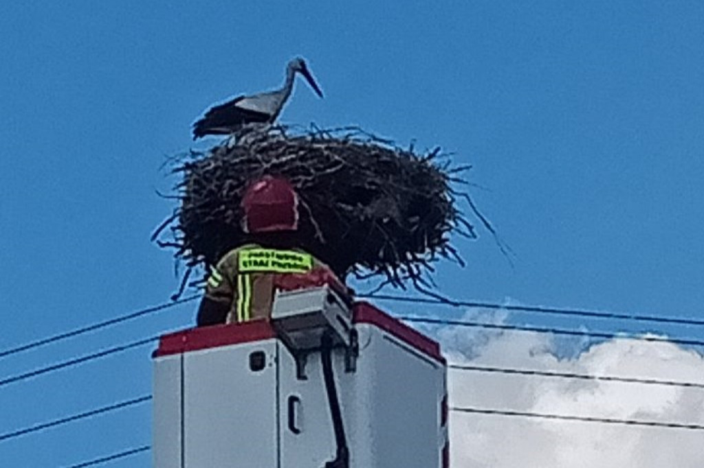 Ratowanie bociana w Głównem