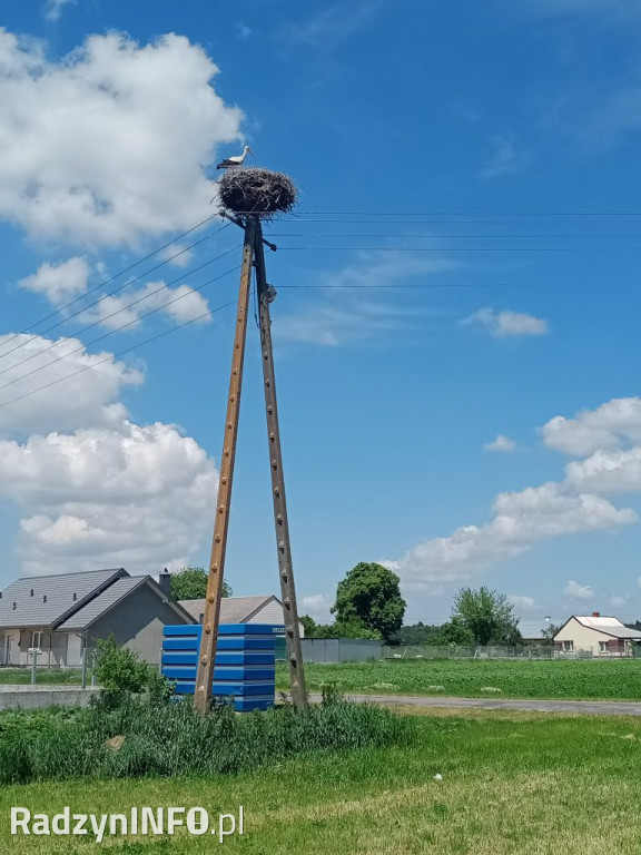 Ratowanie bociana w Głównem