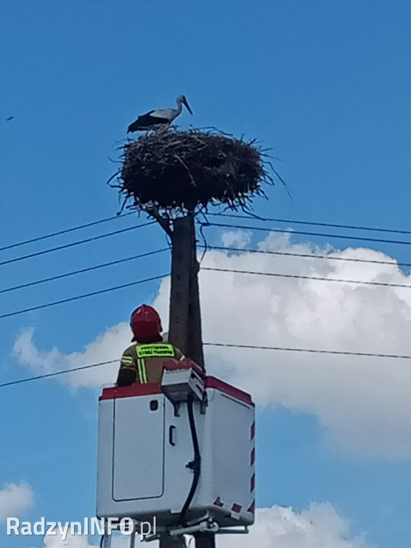 Ratowanie bociana w Głównem