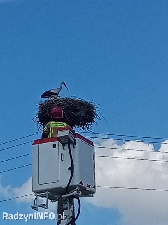Ratowanie bociana w Głównem