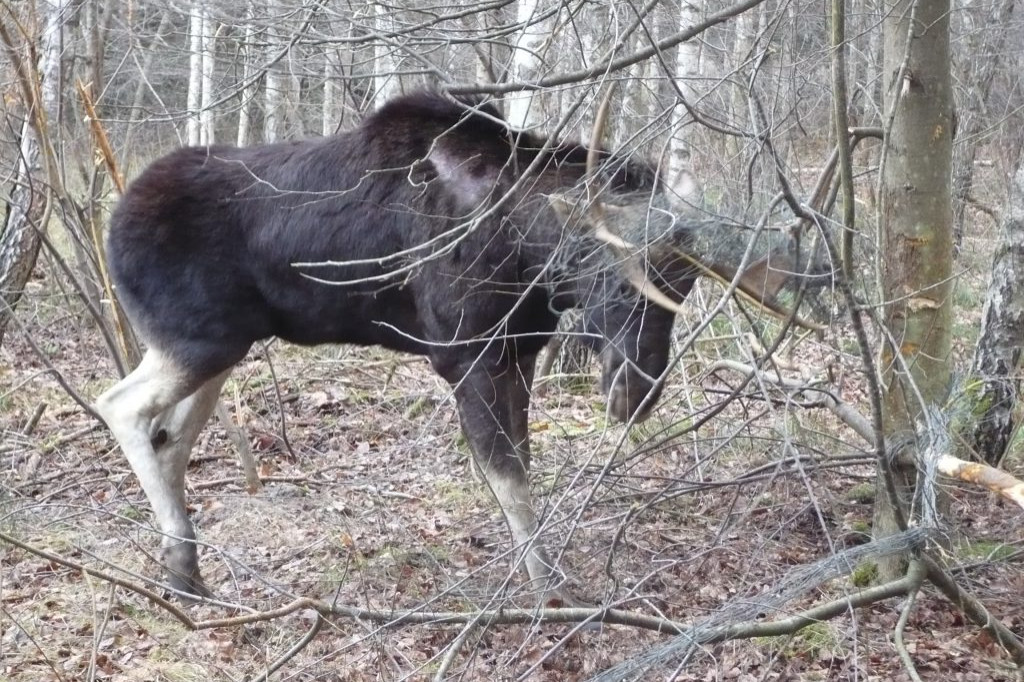 Ratowanie łosia zaplątanego w ogrodzenie