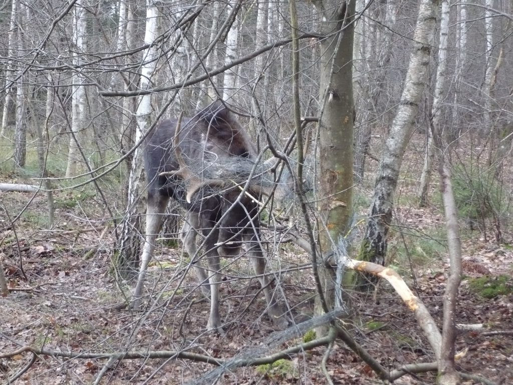 Ratowanie łosia zaplątanego w ogrodzenie