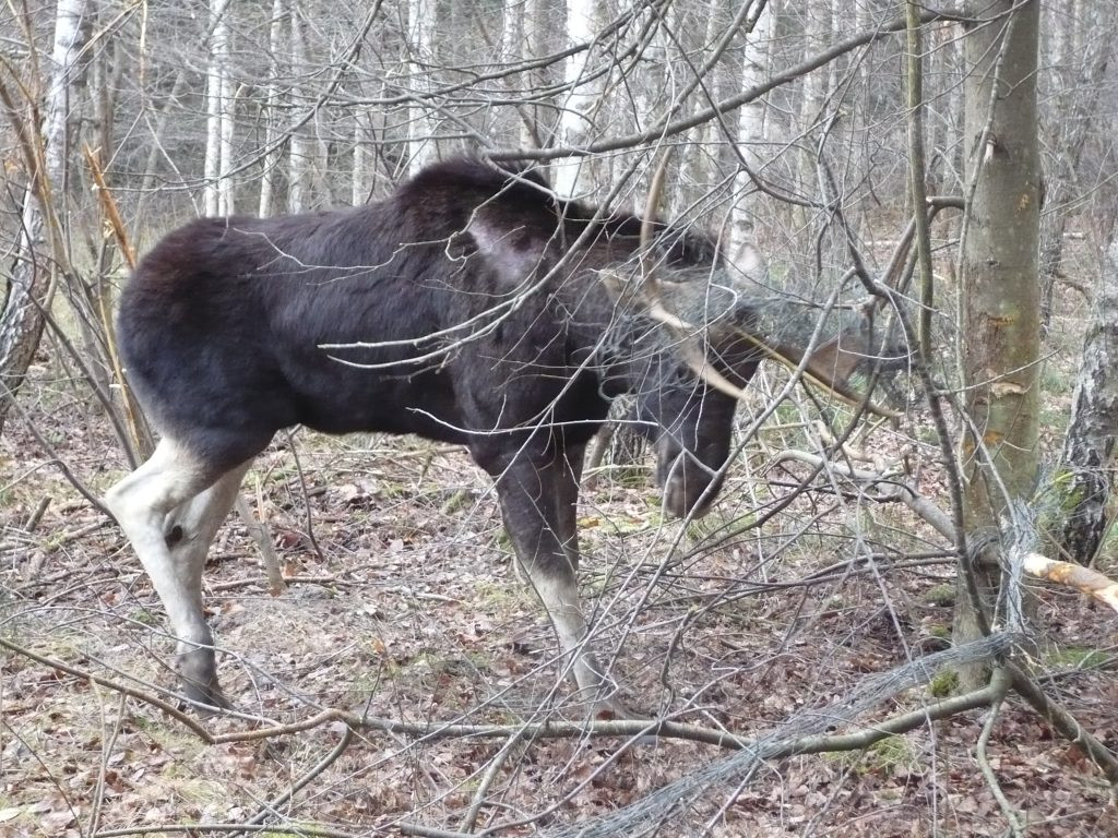 Ratowanie łosia zaplątanego w ogrodzenie