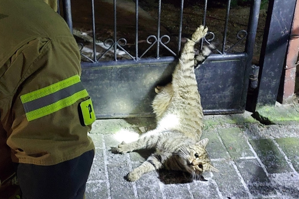 Ratowanie kota przez strażaków