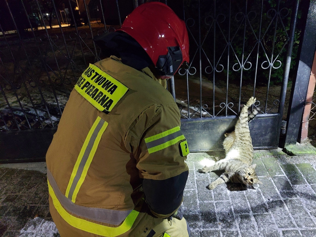 Ratowanie kota przez strażaków