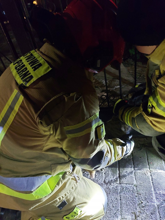 Ratowanie kota przez strażaków