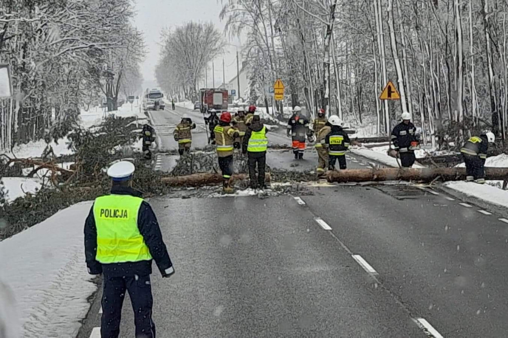 Interwencje strażaków z powodu łamania się drzew
