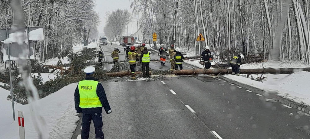 Interwencje strażaków z powodu łamania się drzew