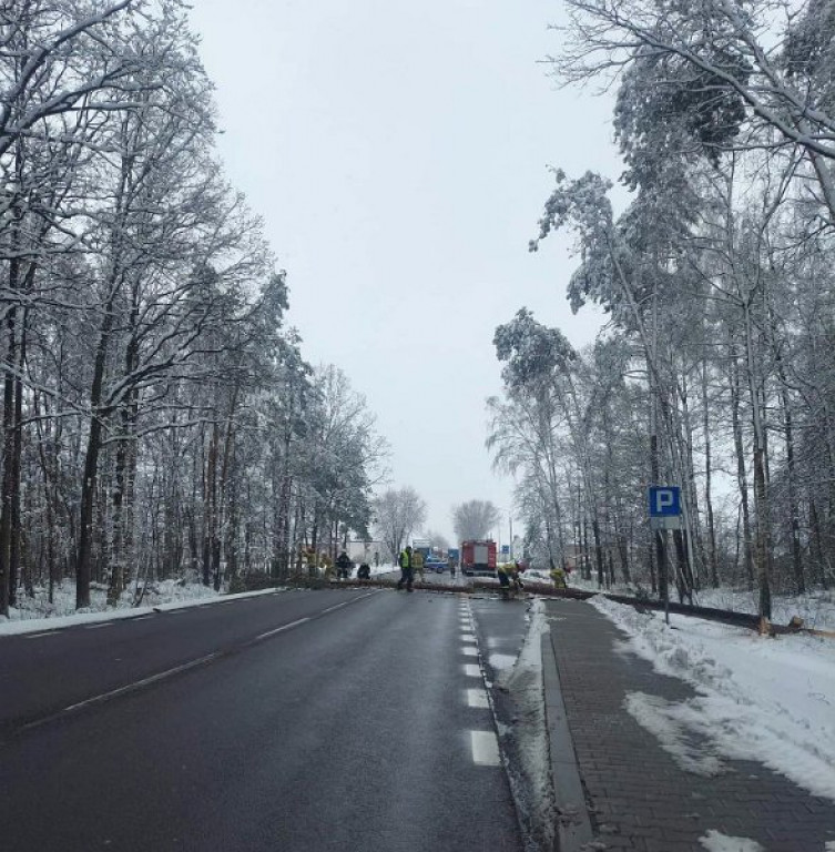 Interwencje strażaków z powodu łamania się drzew