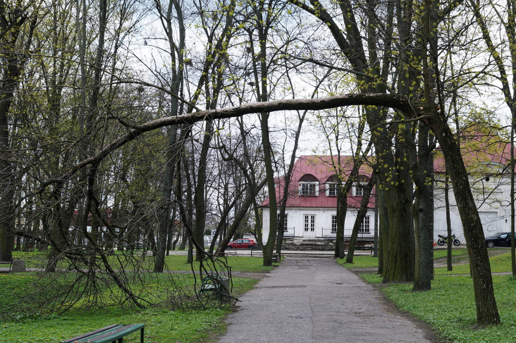 Niebezpieczne złamane drzewo w parku
