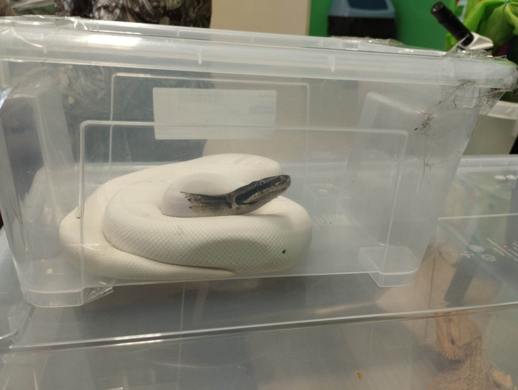 Żywa lekcja przyrody z gadami w Wohyniu