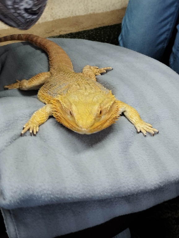 Żywa lekcja przyrody z gadami w Wohyniu