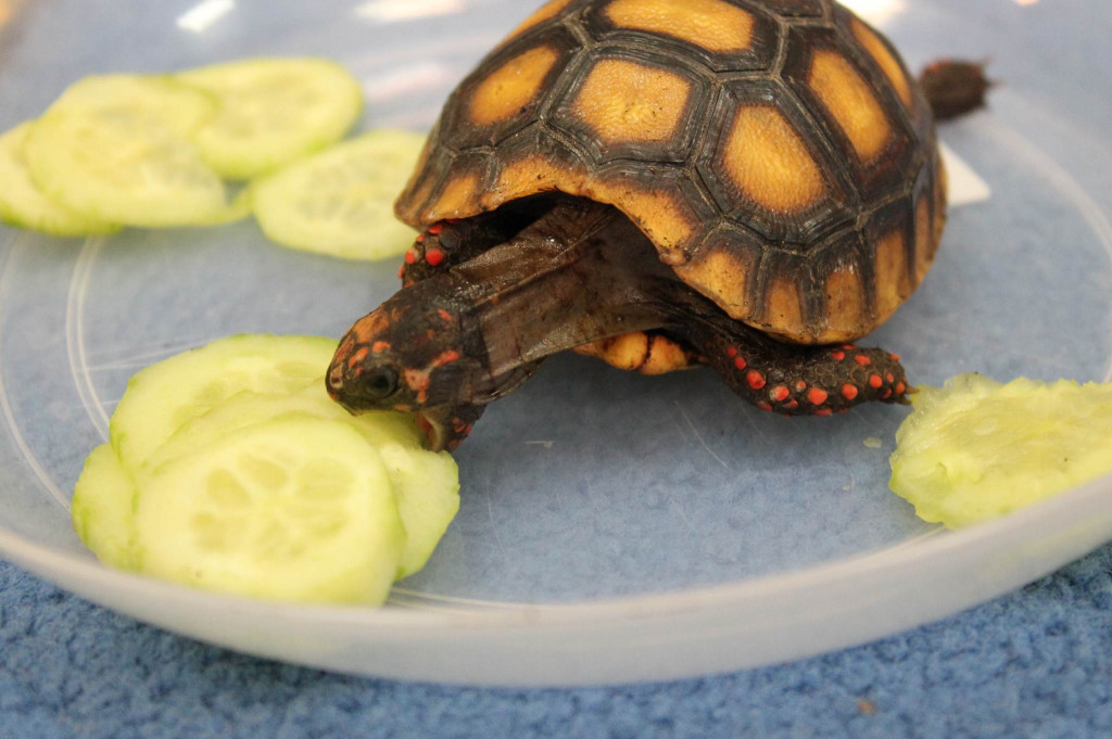 Żywa lekcja przyrody z gadami w Wohyniu