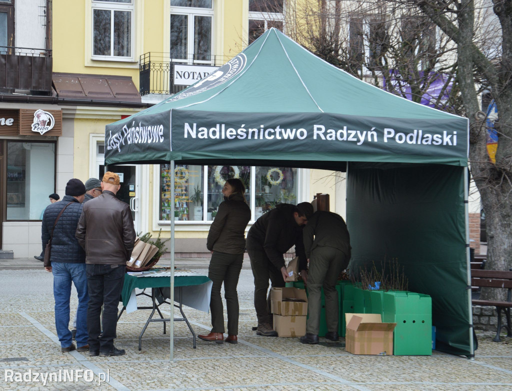 Akcja rozdawania sadzonek drzew w Radzyniu