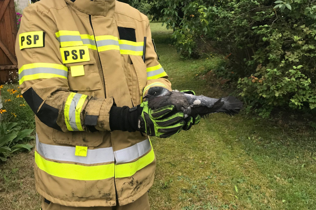 Gołąb uwięziony w kominie