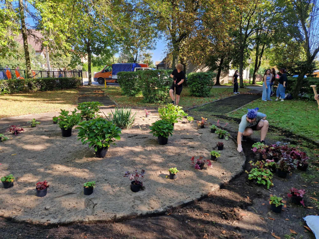 Sadzenie roślin przed I LO w Radzyniu