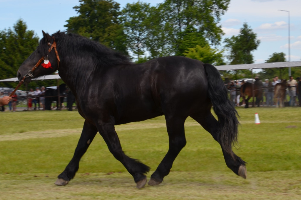  IX Młodzieżowy Czempionat Koni Ras Zimnokrwistych