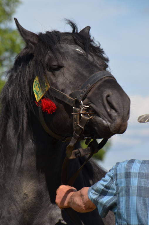  IX Młodzieżowy Czempionat Koni Ras Zimnokrwistych